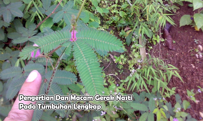 Detail Gambar Gerak Nasti Nomer 23