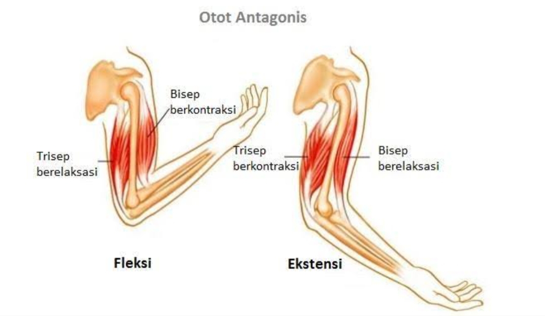 Detail Gambar Gerak Otot Nomer 20
