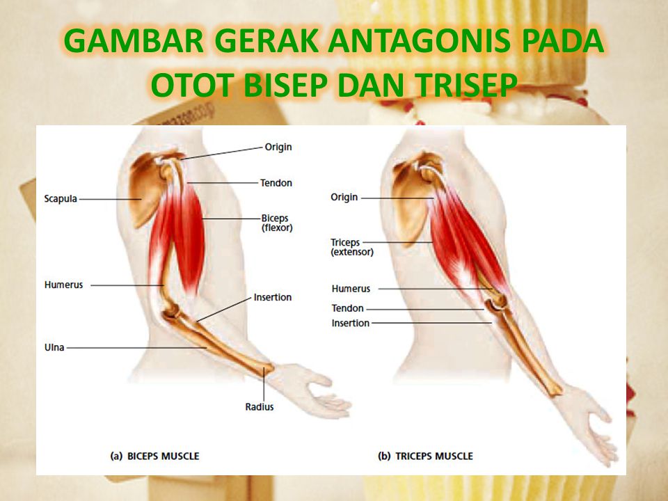 Detail Gambar Gerak Otot Nomer 29