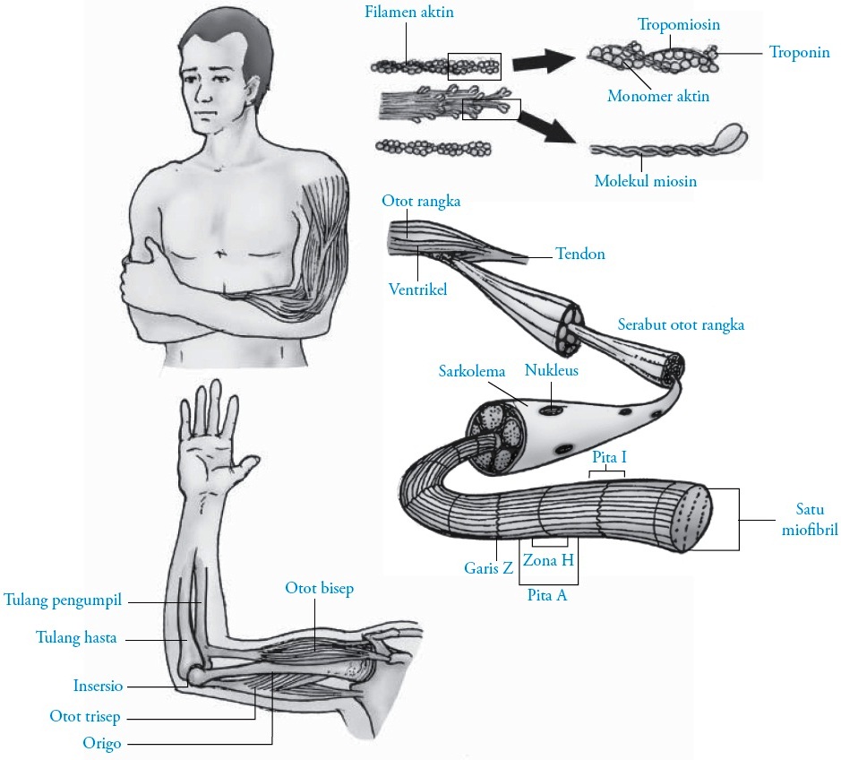 Detail Gambar Gerak Otot Nomer 52