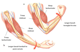 Detail Gambar Gerak Otot Nomer 55