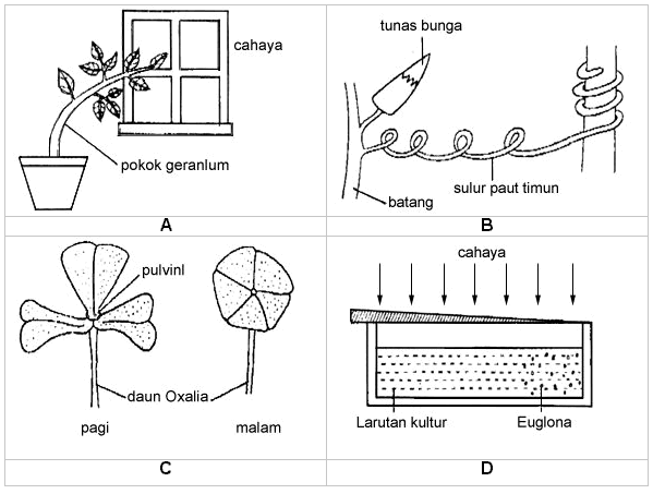 Detail Gambar Gerak Pada Tumbuhan Nomer 4