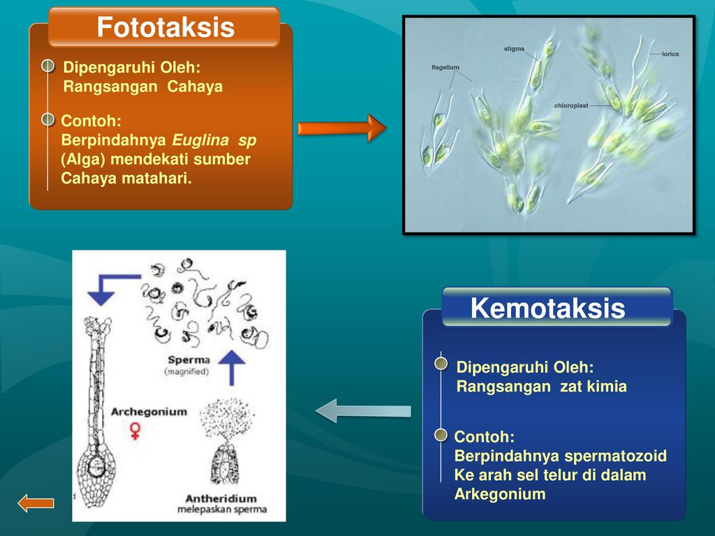 Detail Gambar Gerak Taksis Nomer 25