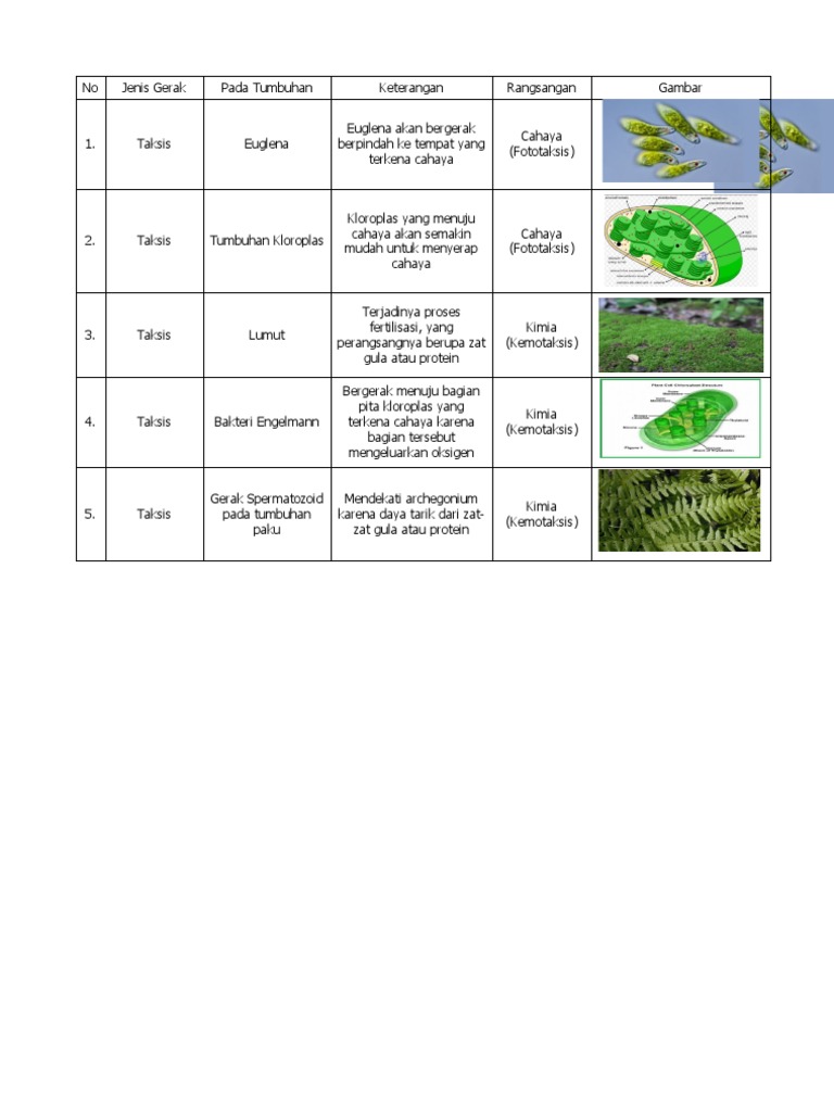 Detail Gambar Gerak Taksis Nomer 45