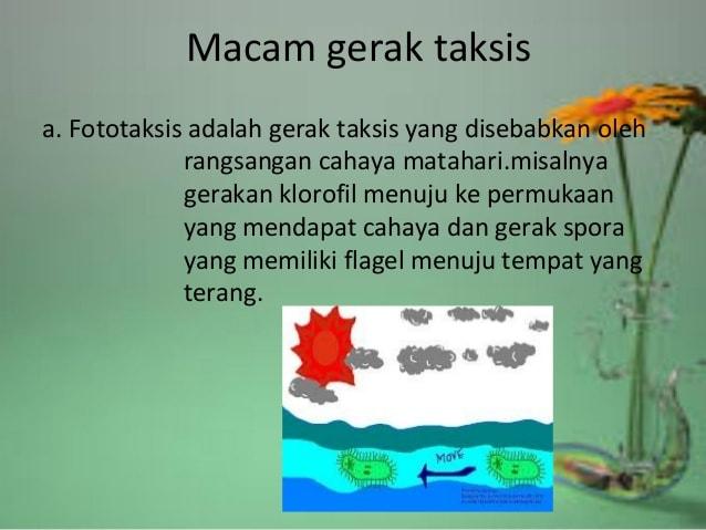 Detail Gambar Gerak Taksis Nomer 55