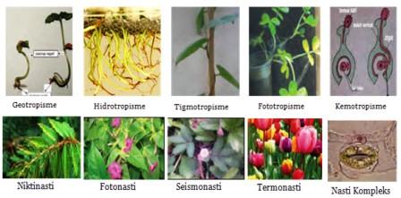 Detail Gambar Gerak Tigmotropisme Nomer 8