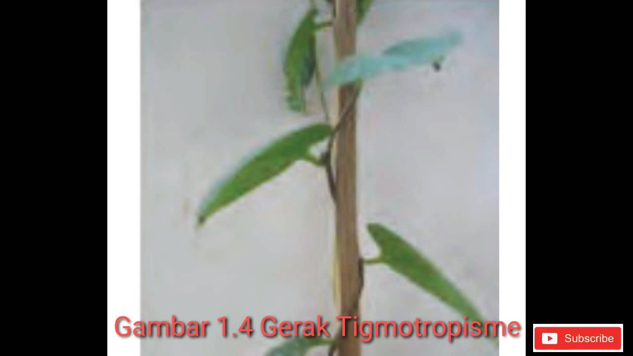 Detail Gambar Gerak Tigmotropisme Nomer 33