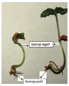 Detail Gambar Gerak Tigmotropisme Nomer 38