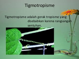 Detail Gambar Gerak Tigmotropisme Nomer 45