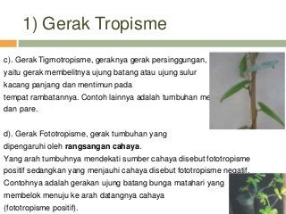 Detail Gambar Gerak Tigmotropisme Nomer 50