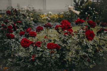 Detail Gambar Gerakan Bunga Mawar Di Taman Nomer 53