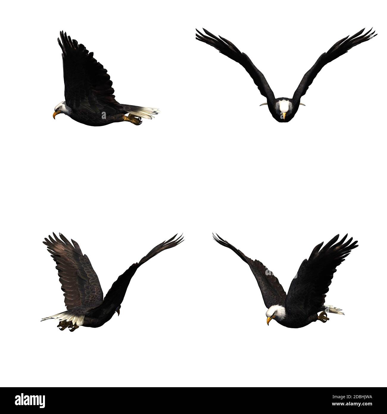 Detail Quaternion Eagle Nomer 11