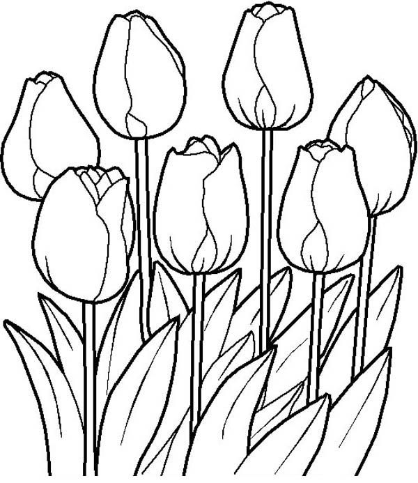 Download Flower Garden Drawing Nomer 10