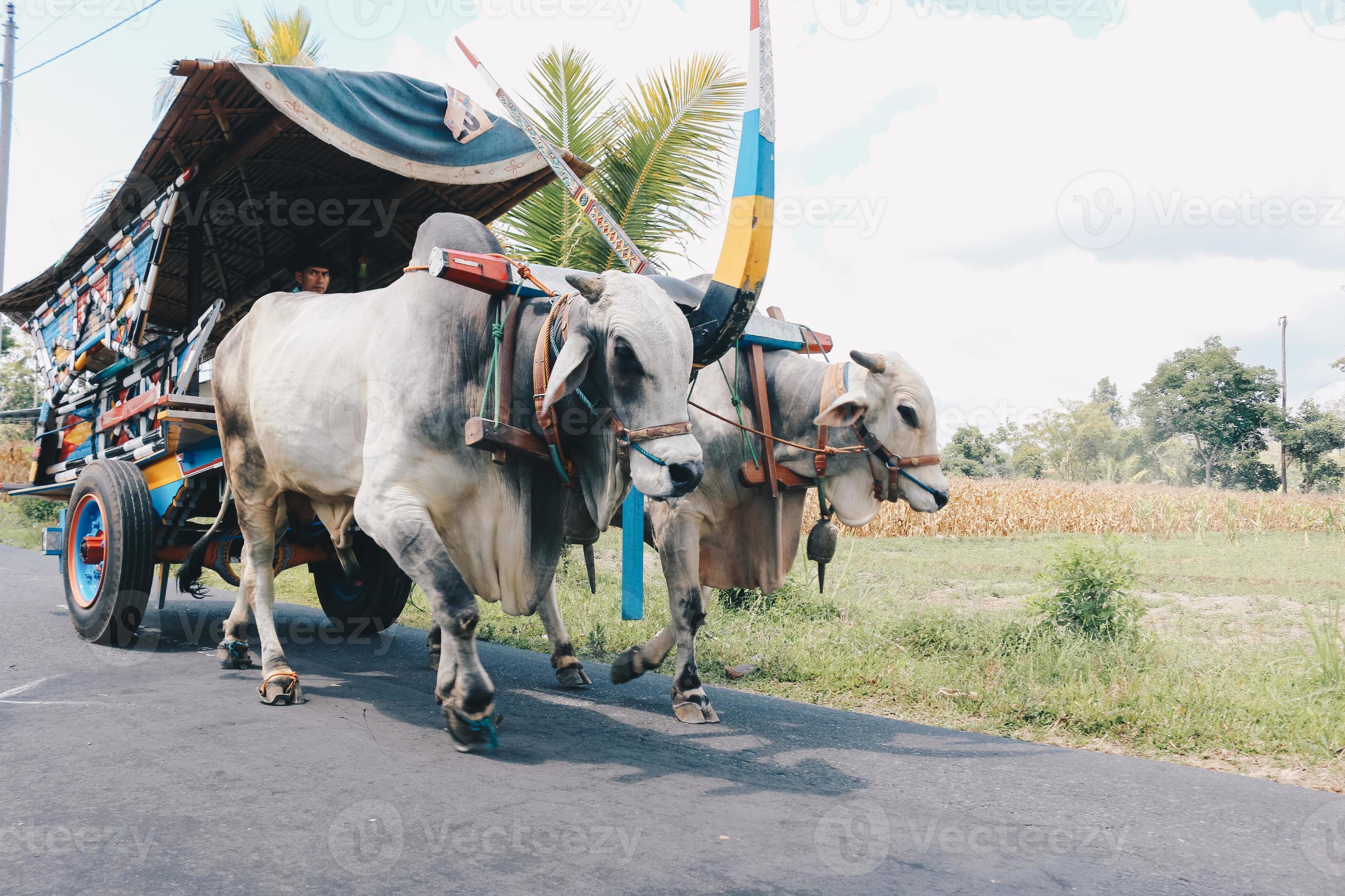 Detail Gambar Gerobak Sapi Nomer 10