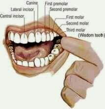 Detail Gambar Gigi Bungsu Tumbuh Miring Nomer 27