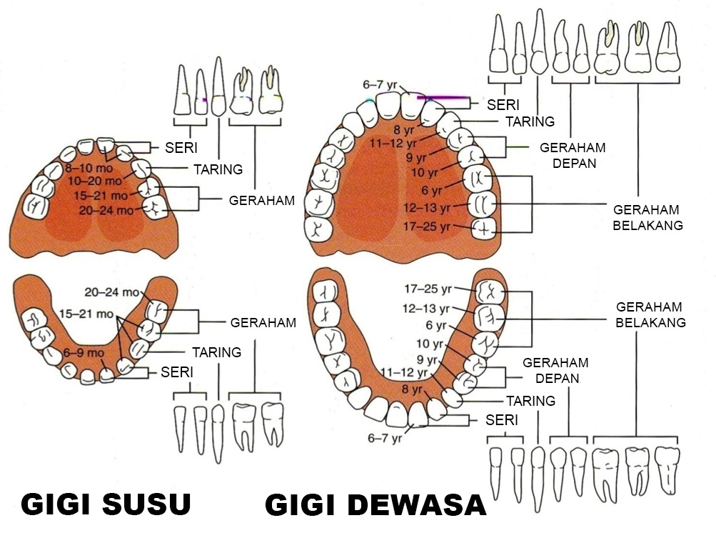 Detail Gambar Gigi Dan Bagiannya Nomer 11