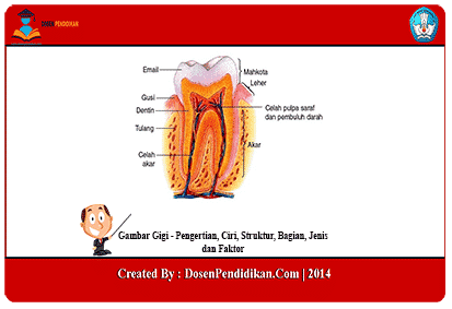 Detail Gambar Gigi Dan Bagiannya Nomer 18