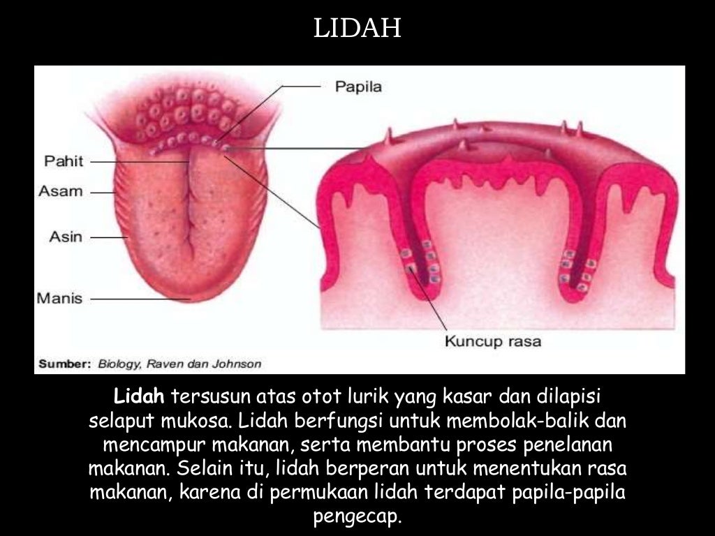 Detail Gambar Gigi Dan Bagiannya Nomer 48