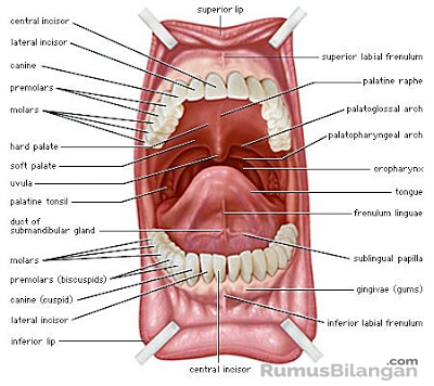 Detail Gambar Gigi Dan Bagiannya Nomer 6
