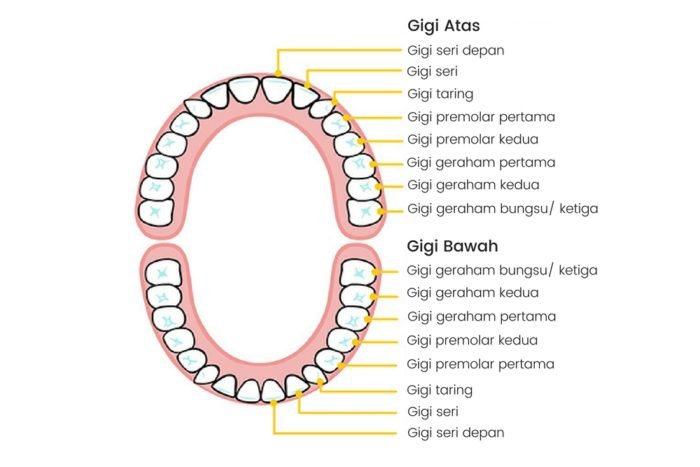 Detail Gambar Gigi Dan Keterangannya Nomer 2