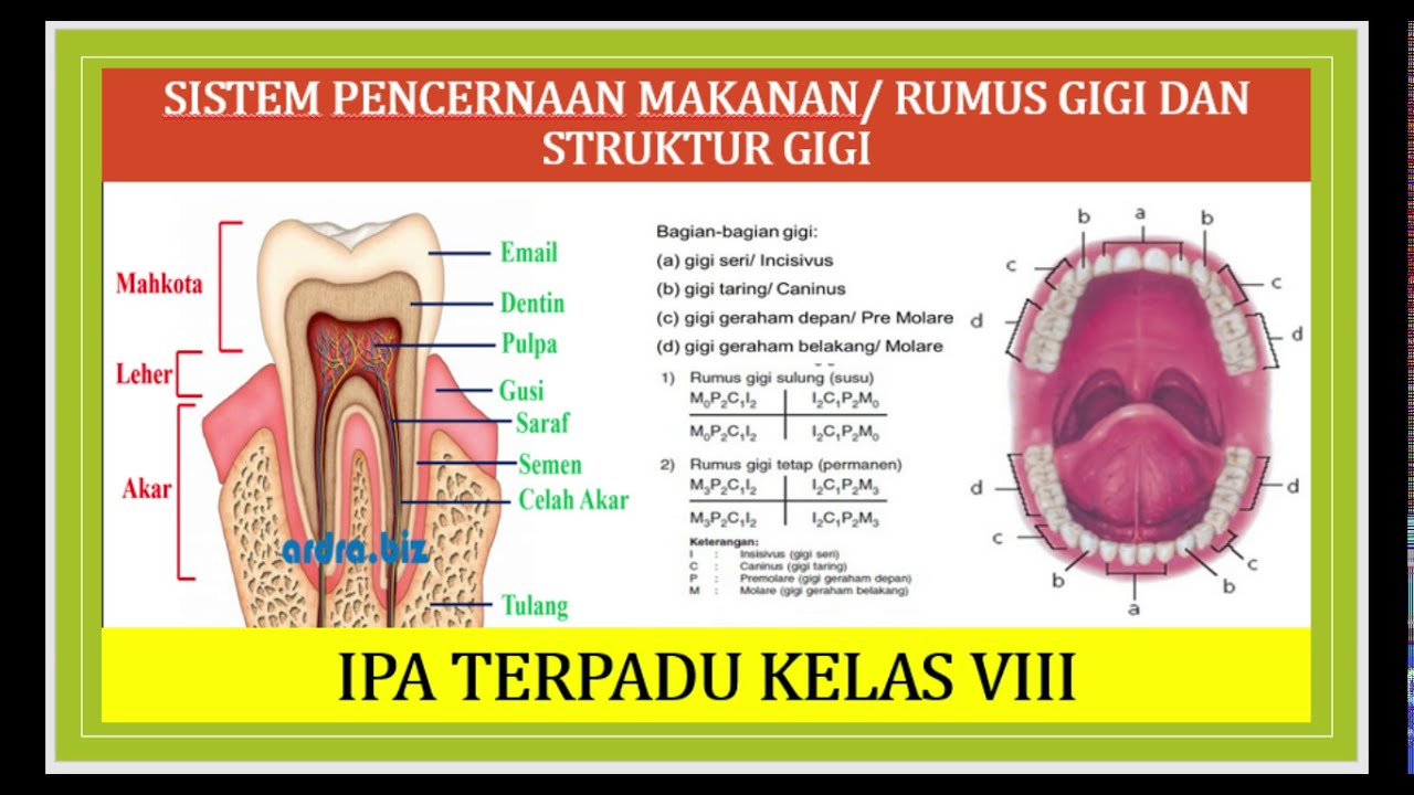 Detail Gambar Gigi Dan Keterangannya Nomer 30