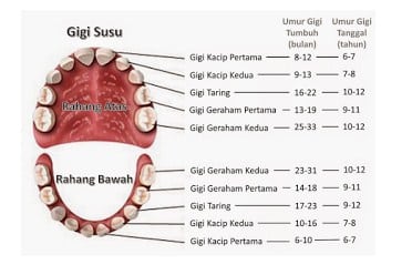 Detail Gambar Gigi Dan Keterangannya Nomer 8