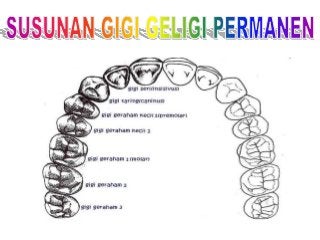 Detail Gambar Gigi Geligi Nomer 21