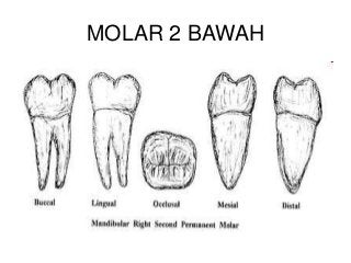 Detail Gambar Gigi Geligi Nomer 30