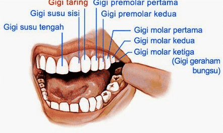 Detail Gambar Gigi Geligi Nomer 7