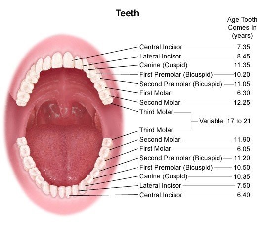Detail Gambar Gigi Geraham Atas Nomer 10