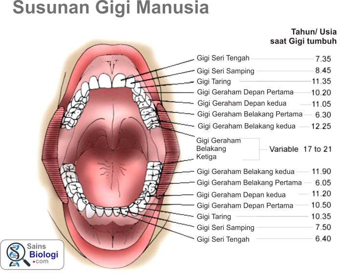 Detail Gambar Gigi Geraham Atas Nomer 17