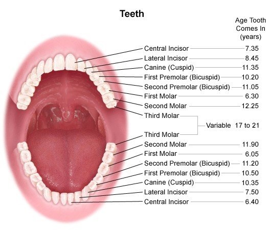 Detail Gambar Gigi Molar Nomer 8