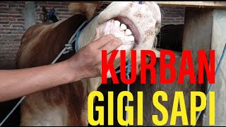 Detail Gambar Gigi Sapi Nomer 16