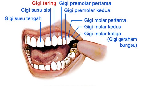 Detail Gambar Gigi Taring Nomer 13