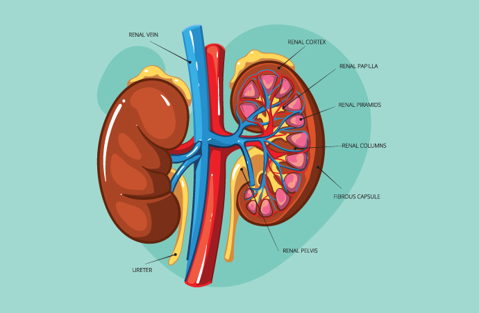 Detail Gambar Ginjal Dan Bagian Bagiannya Nomer 10