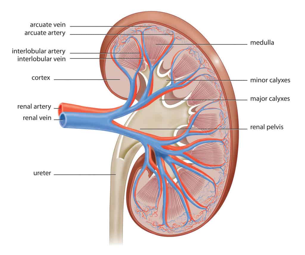 Detail Gambar Ginjal Dan Bagian Bagiannya Nomer 12