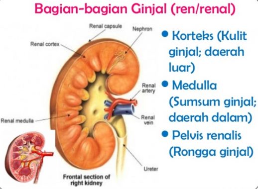 Detail Gambar Ginjal Dan Bagian Bagiannya Nomer 27