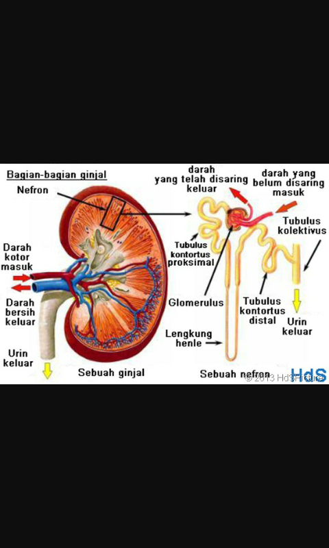 Detail Gambar Ginjal Dan Bagian Bagiannya Nomer 32