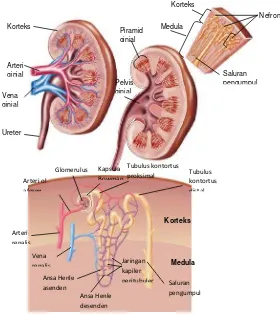 Detail Gambar Ginjal Dan Bagian Bagiannya Nomer 41