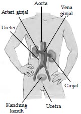 Detail Gambar Ginjal Dan Bagian Bagiannya Nomer 45