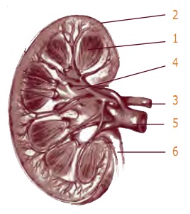 Detail Gambar Ginjal Dan Bagian Bagiannya Nomer 46