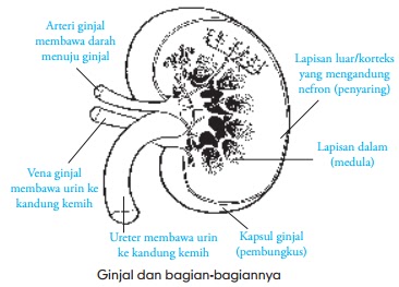 Detail Gambar Ginjal Dan Bagiannya Nomer 30