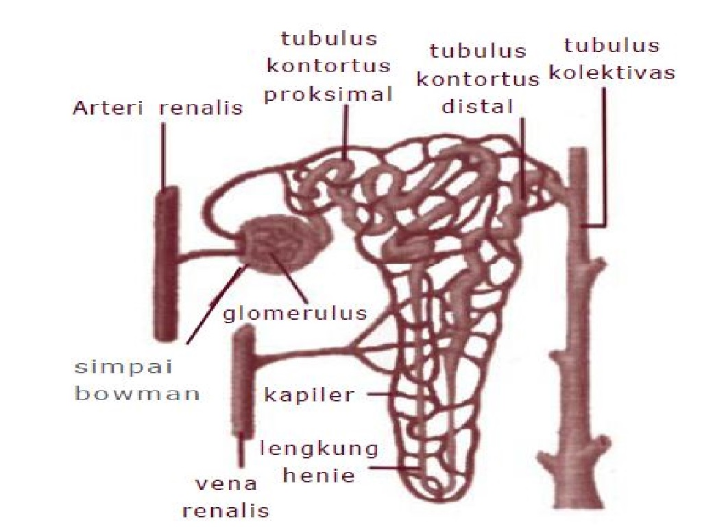 Detail Gambar Ginjal Dan Bagiannya Nomer 44