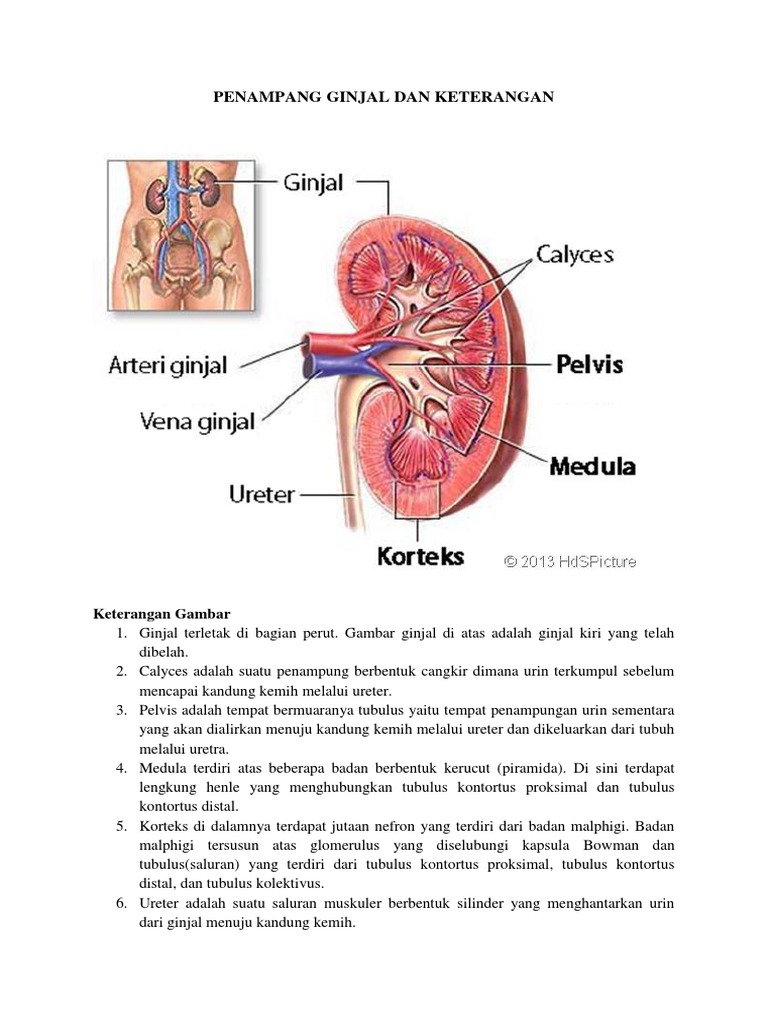 Detail Gambar Ginjal Dan Bagiannya Nomer 46