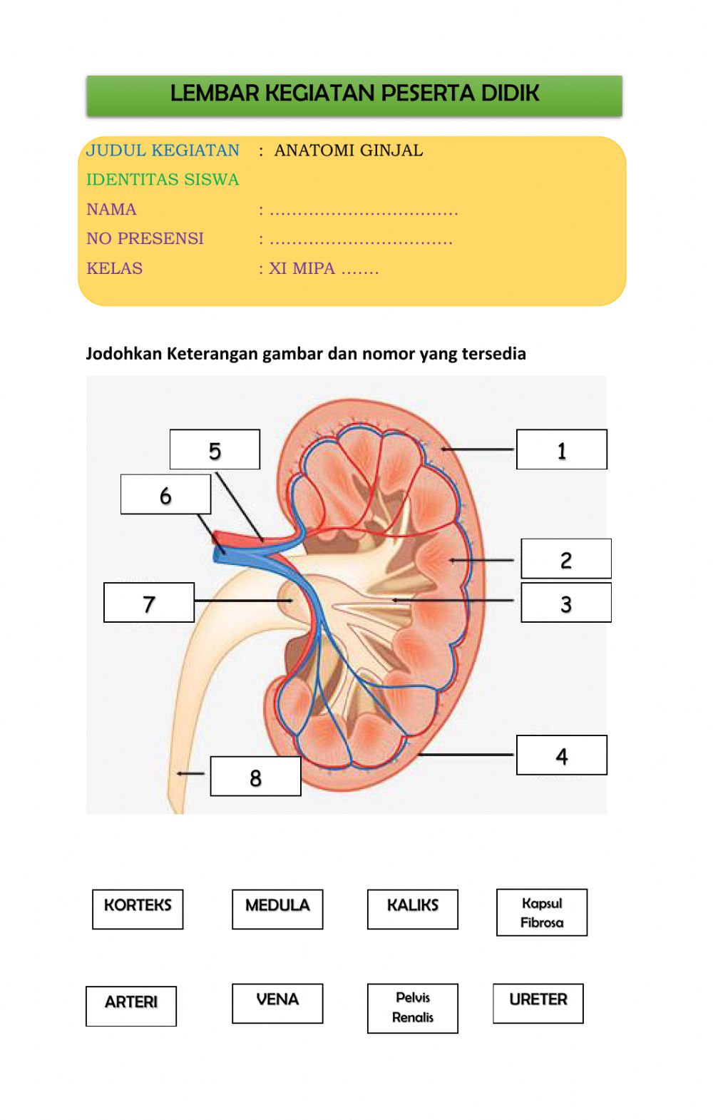 Detail Gambar Ginjal Dan Keterangannya Nomer 20