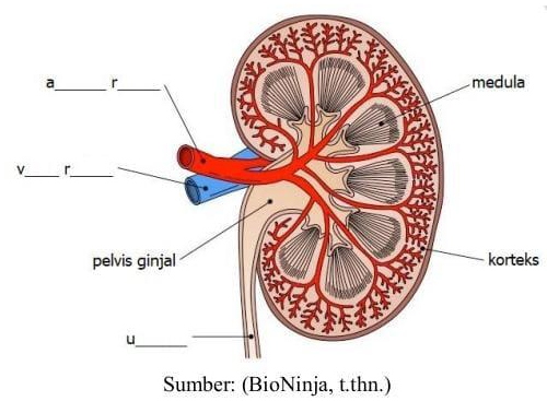 Detail Gambar Ginjal Dan Keterangannya Nomer 42