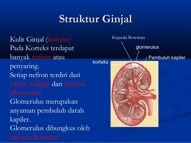 Detail Gambar Ginjal Dan Kulit Nomer 16