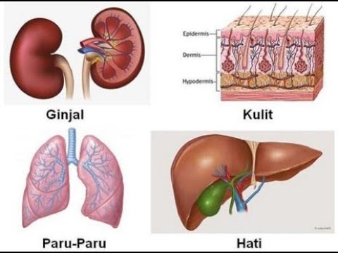 Detail Gambar Ginjal Dan Kulit Nomer 17