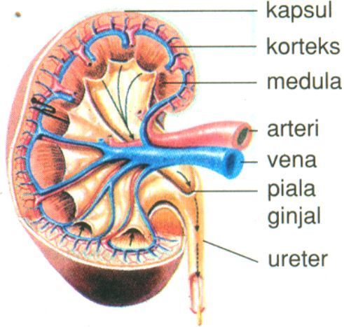 Detail Gambar Ginjal Dan Kulit Nomer 18