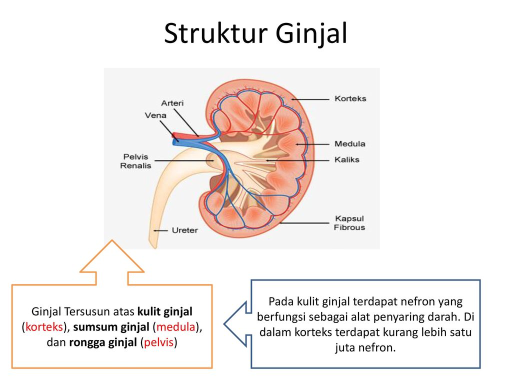 Detail Gambar Ginjal Dan Kulit Nomer 34